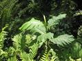 Artocarpus lanceifolius
